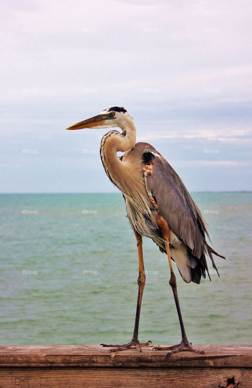 Close-up of stork on pier