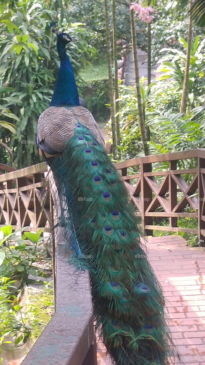 Peacock and Beauty. Modern Dinosaur. Beautiful ones I must say. Snapped at KL Bird Park