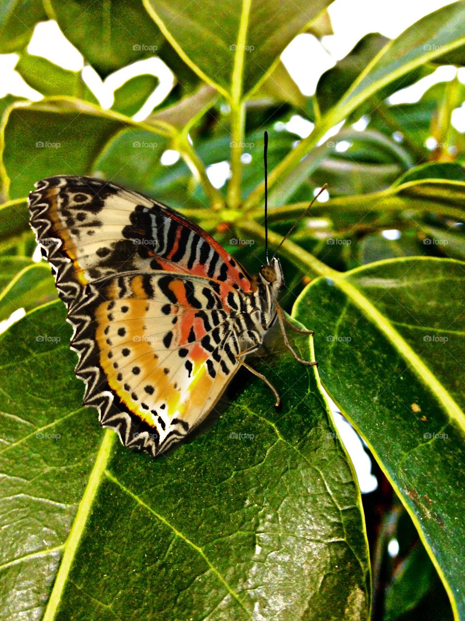 This brilliantly patterned butterfly is enjoying some sun on these bright green leaves. 