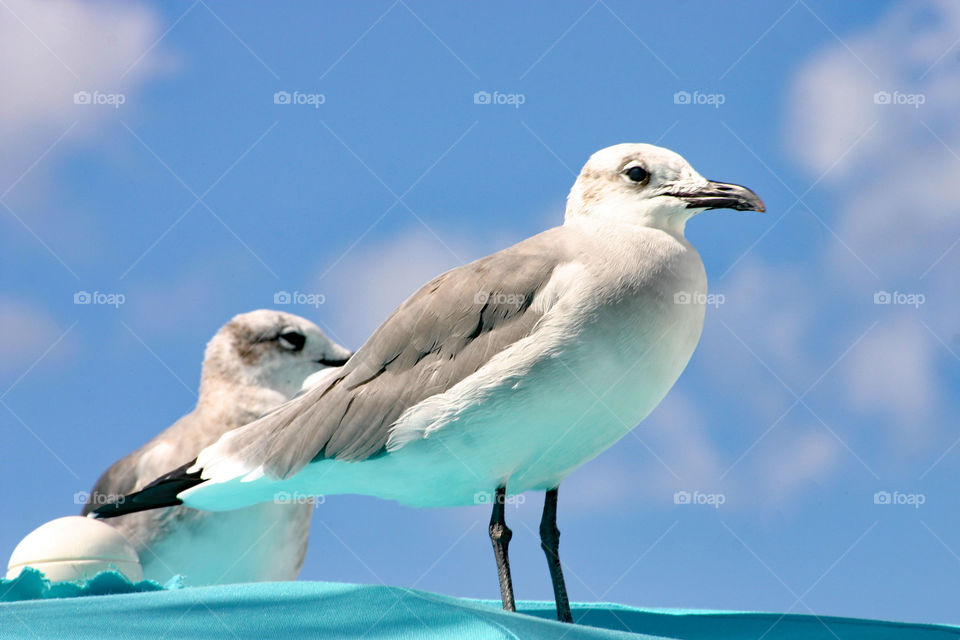 Seagulls on blue umbrella