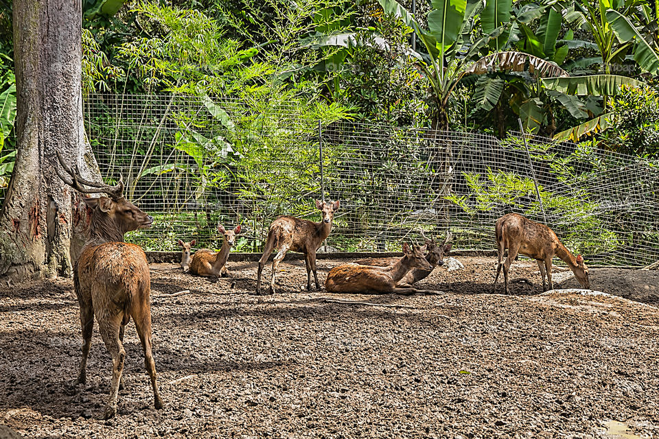 Close-up of deers