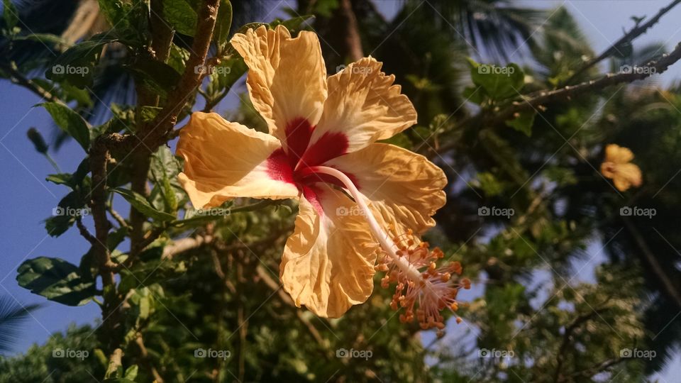 Hibiscus Flower