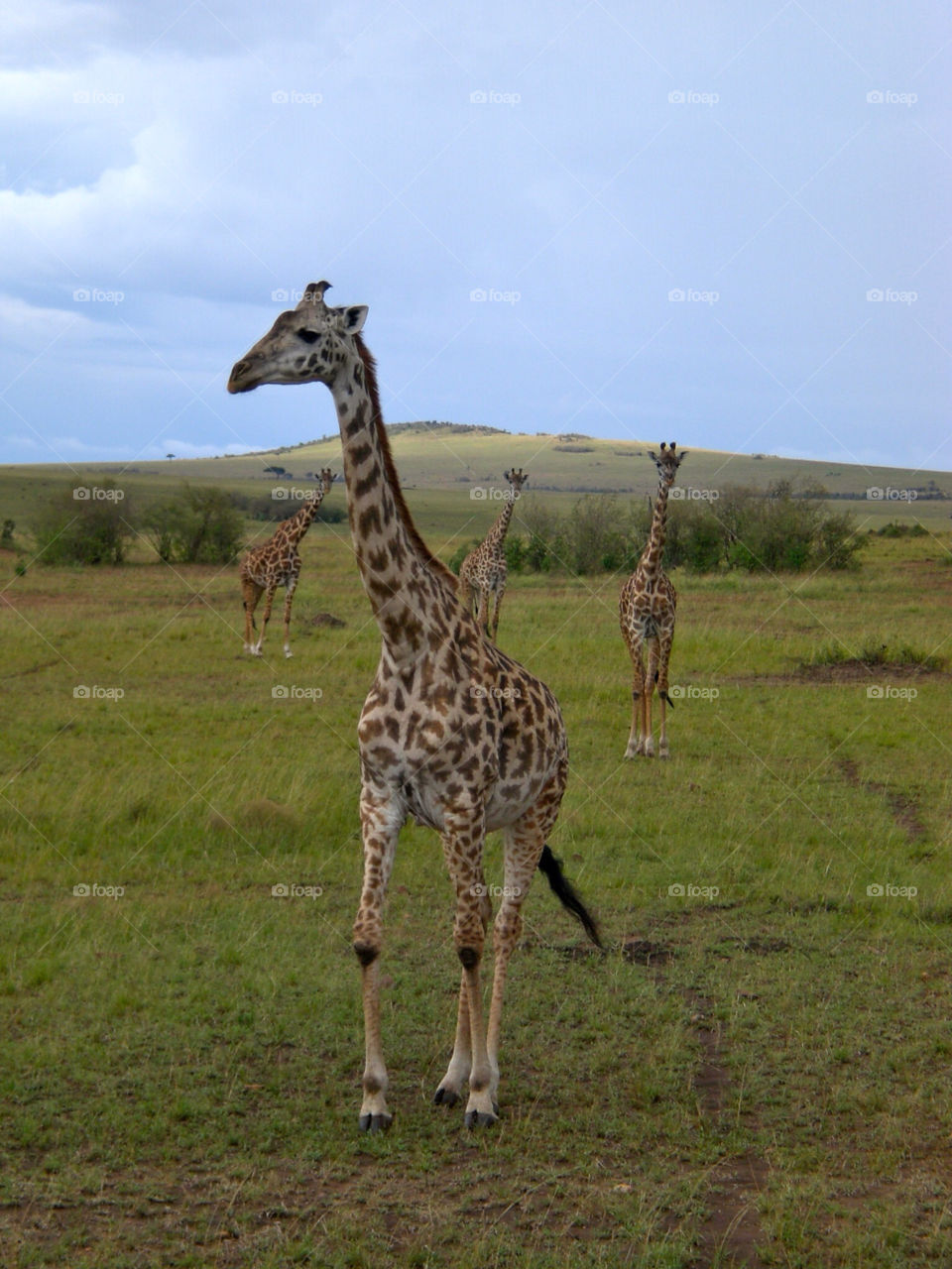 mammals animals kenya giraffes by trvldeb07