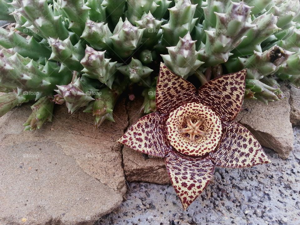 stapelia style