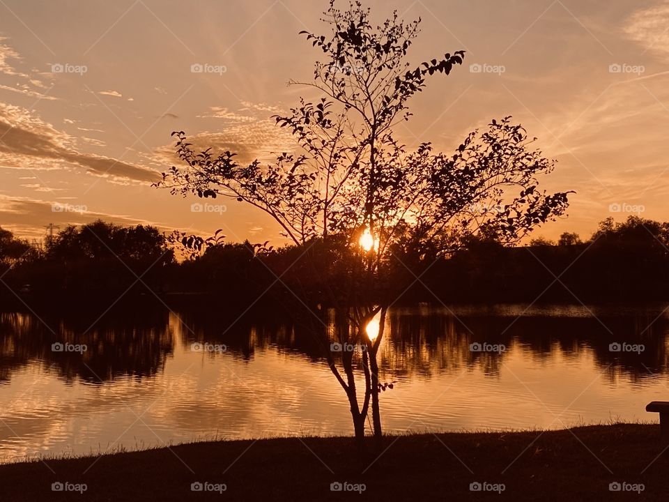 This Crepe Myrtle is one of many scattered along this gorgeous lake nestled in between a sprawling City not far from a metropolitan landmark. Reflections of top water on lake seem to answers the Fall Breeze colours.