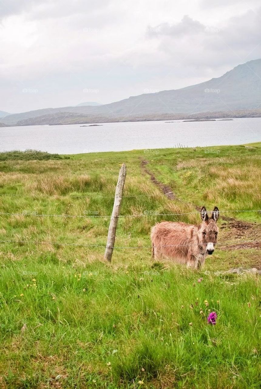 Lonely ass