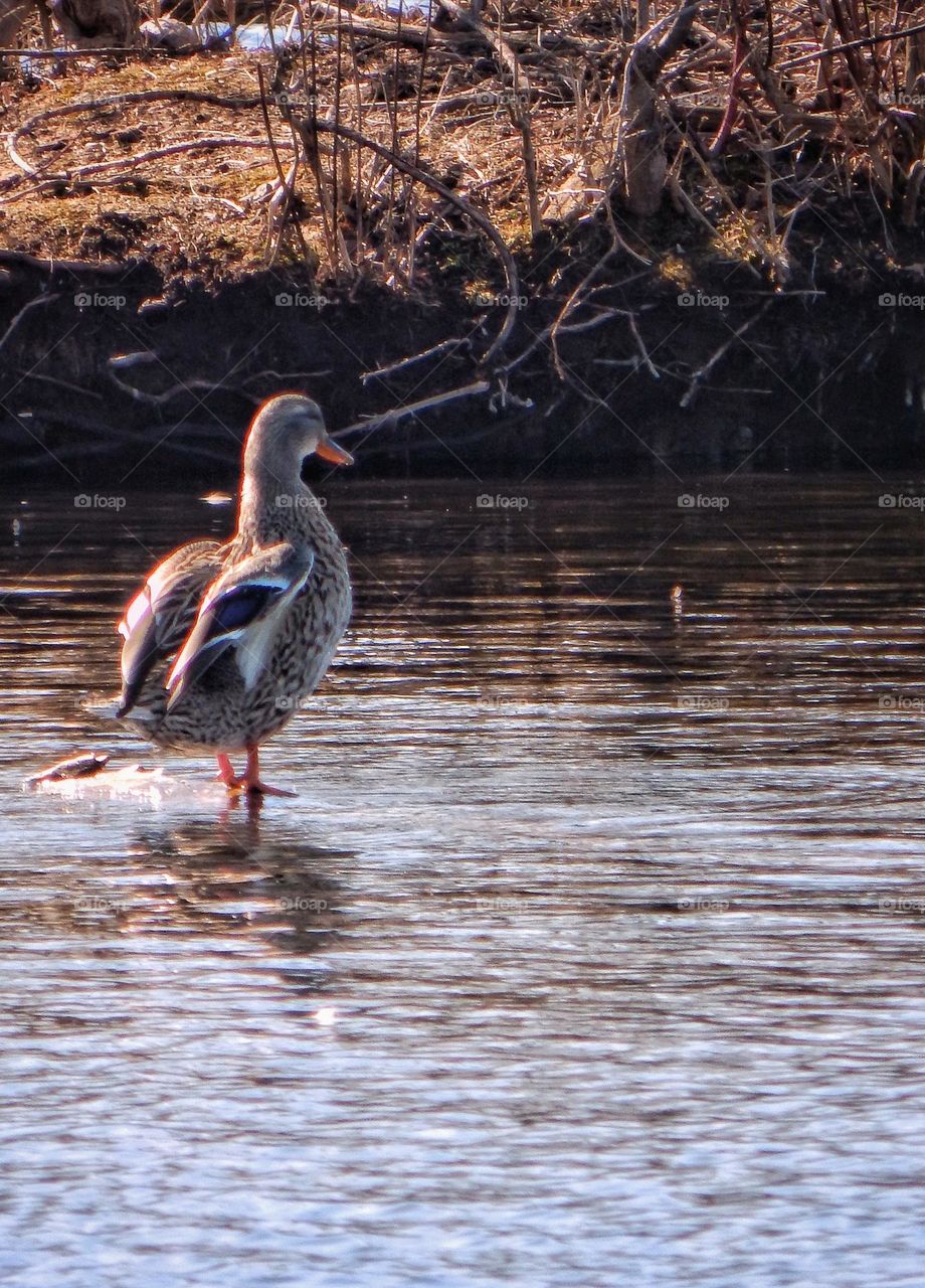 Duck standing in a Michigan river as the sun goes down