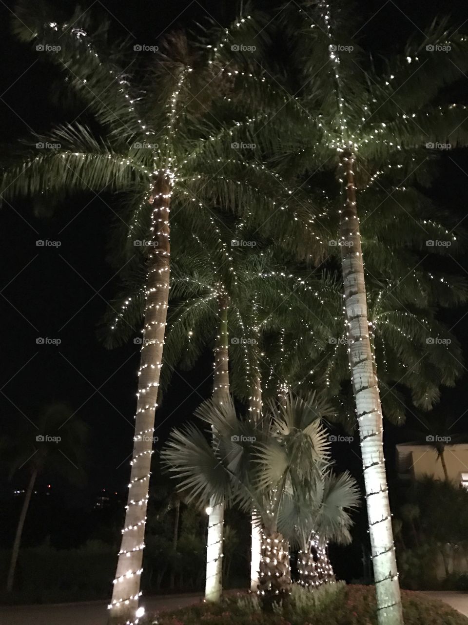 Christmas Palms