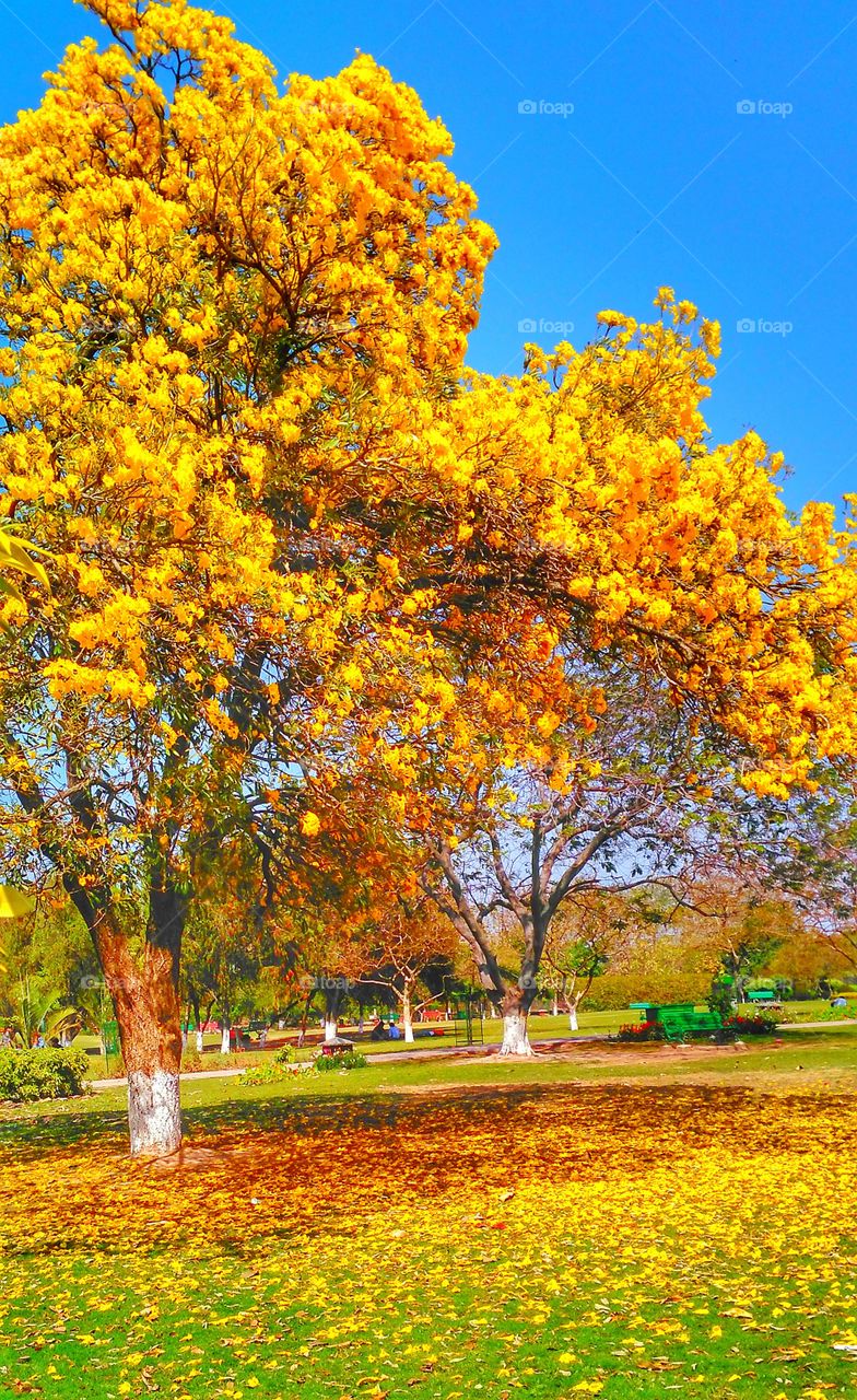 yellow nature ....