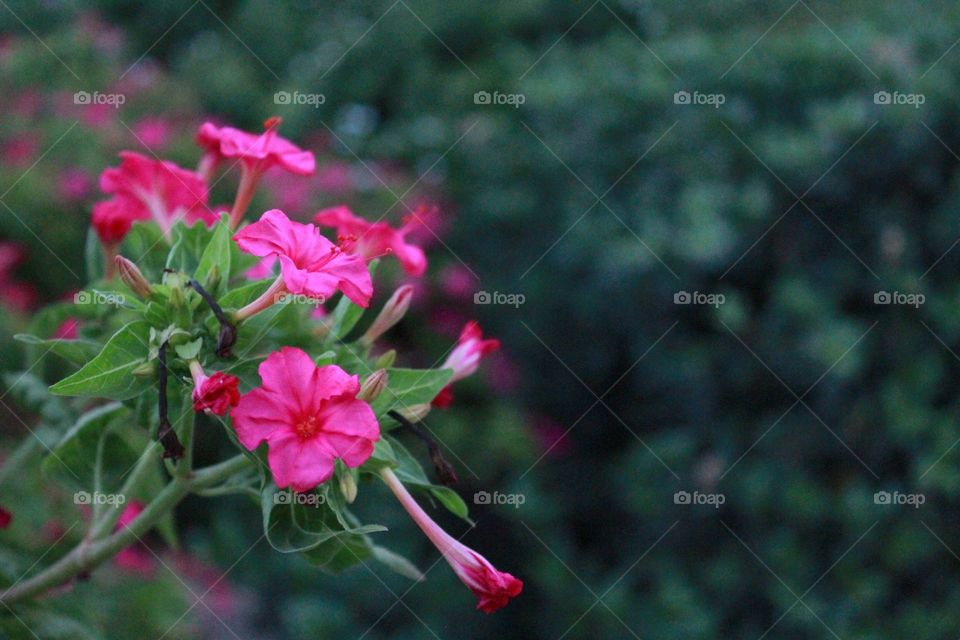 Garden of Five Senses #15