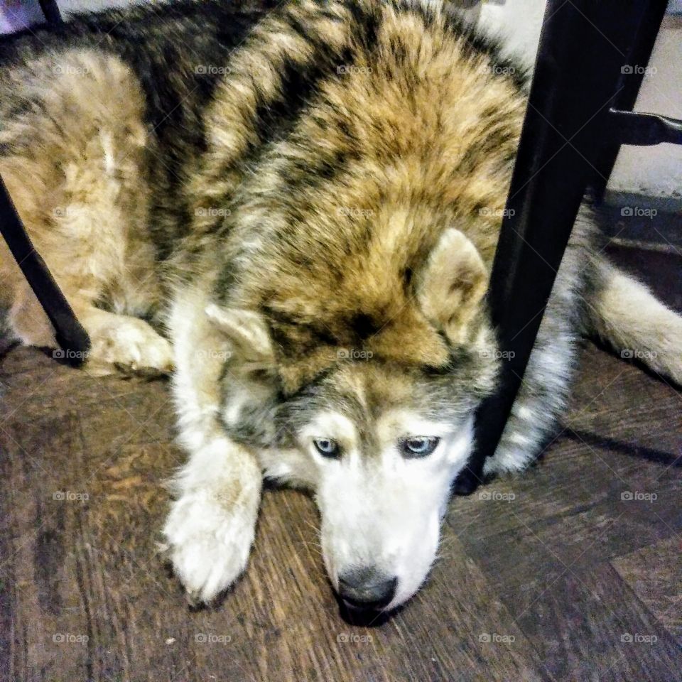 Dog. Crossed husky and malamut.