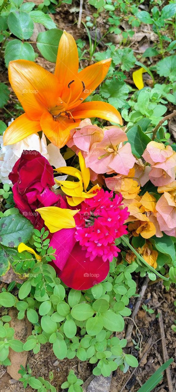 explosion of colors flowerrs