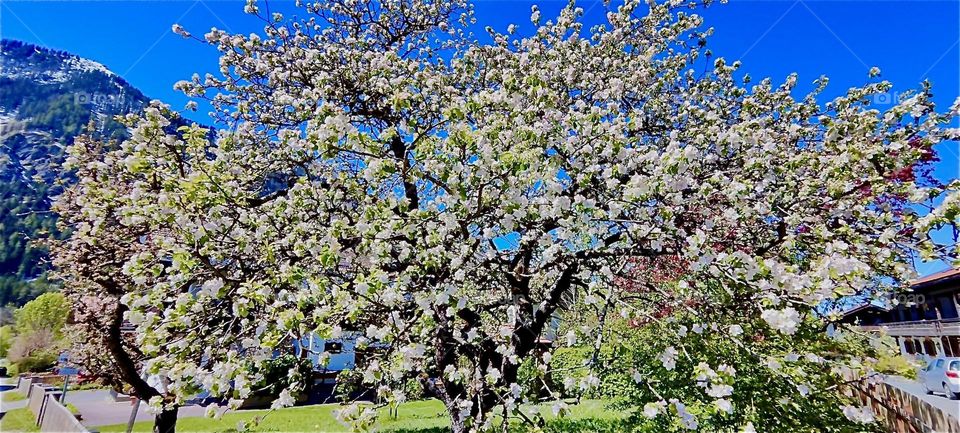 These beautiful cherry trees in full bloom are to be found in „Bayerischzell“, a small but popular town near the Alps in „Bavaria“, Germany. 2024. Hypnotic Productions