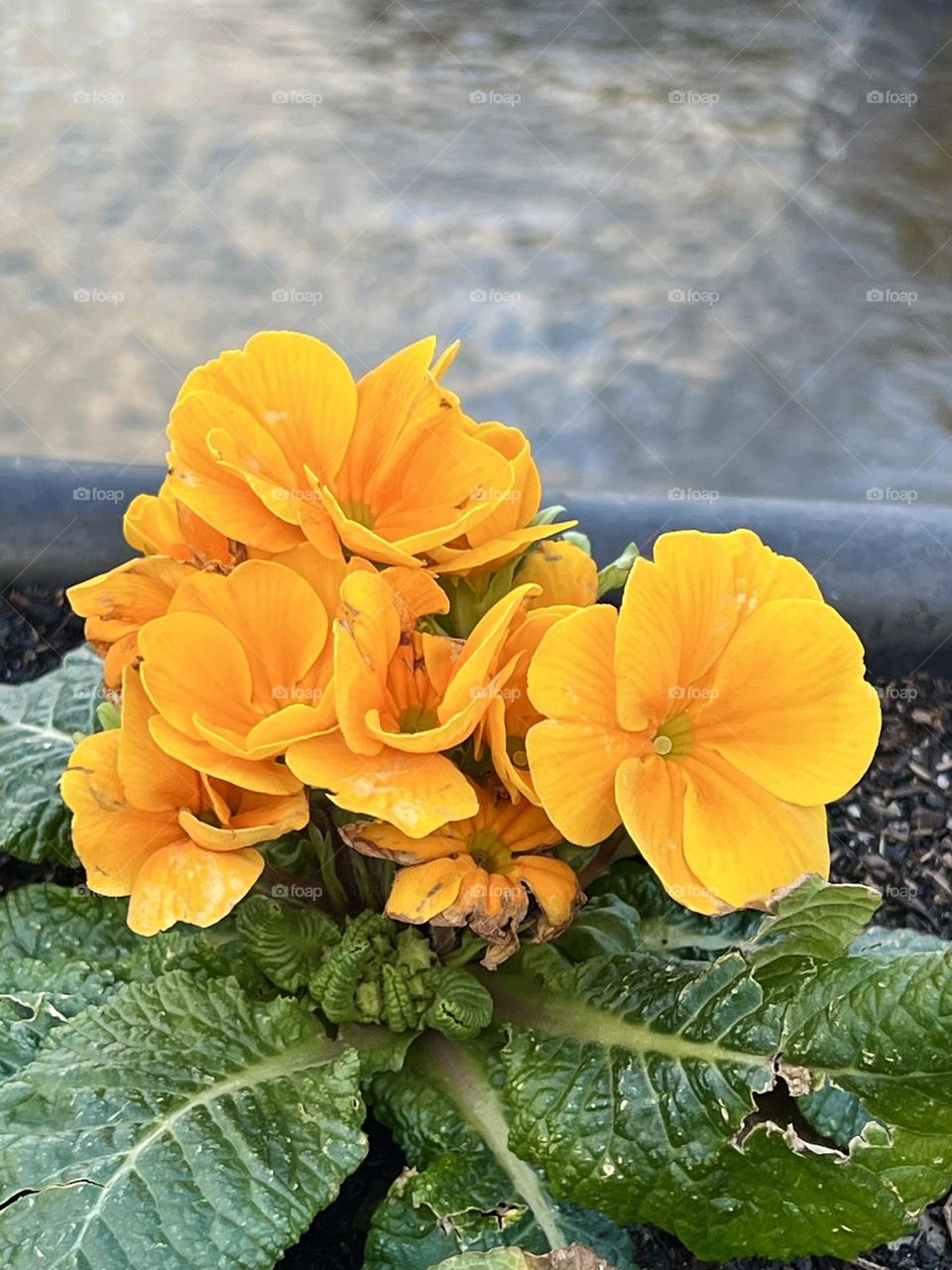 Yellow flowers on water background