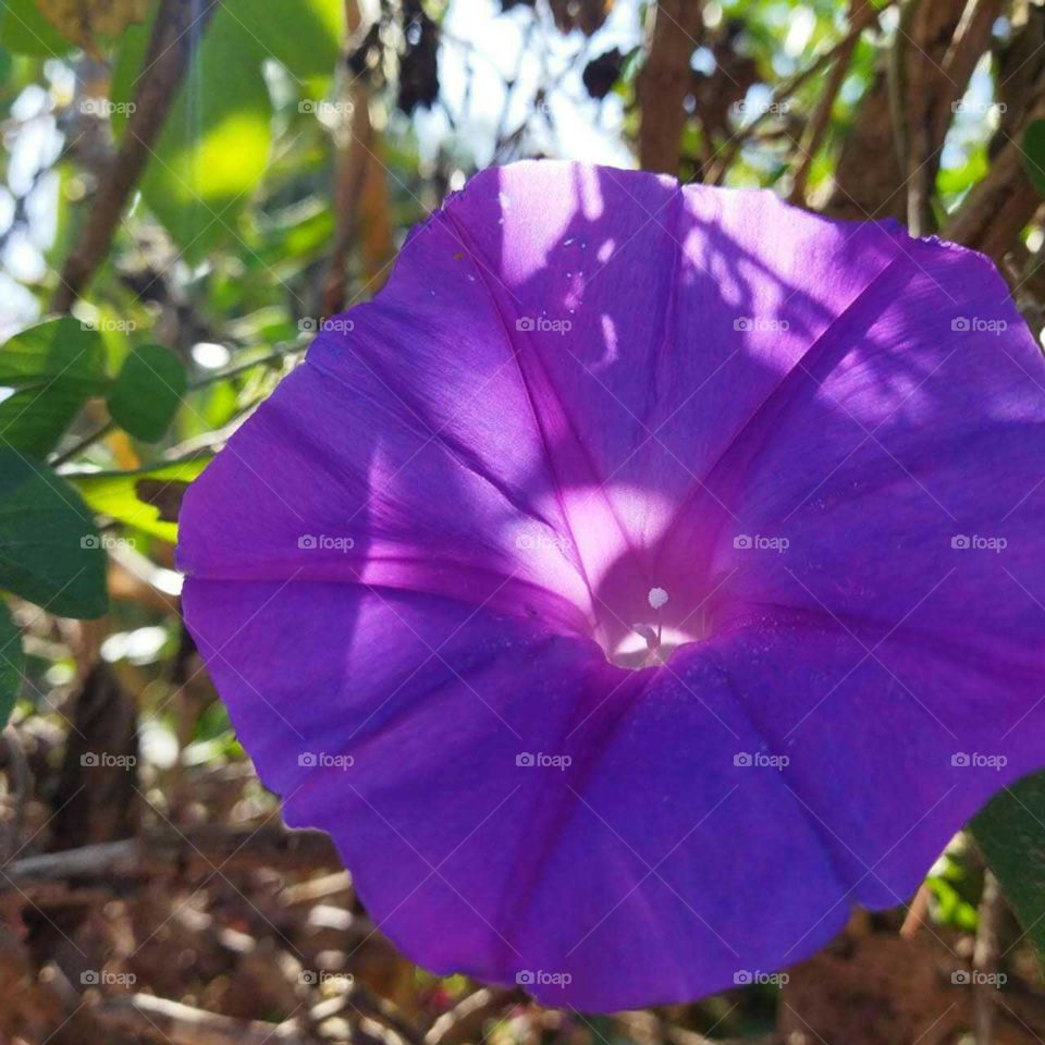 Beautiful violet flower.