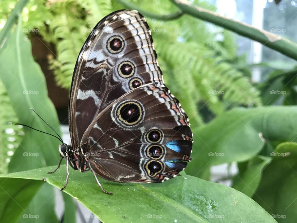 Butterfly on Leaf