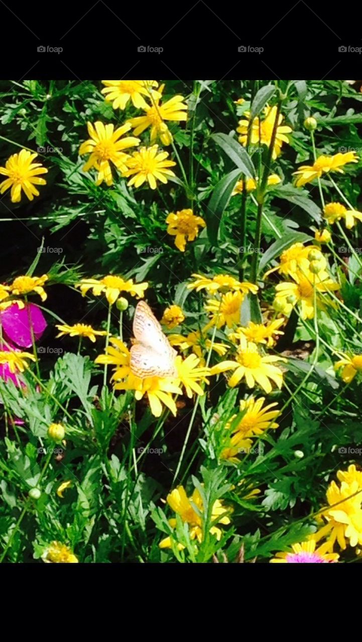 Butterfly garden