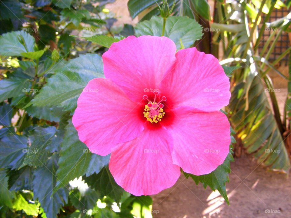 Closeup of a flower. Closeup of a pink flower