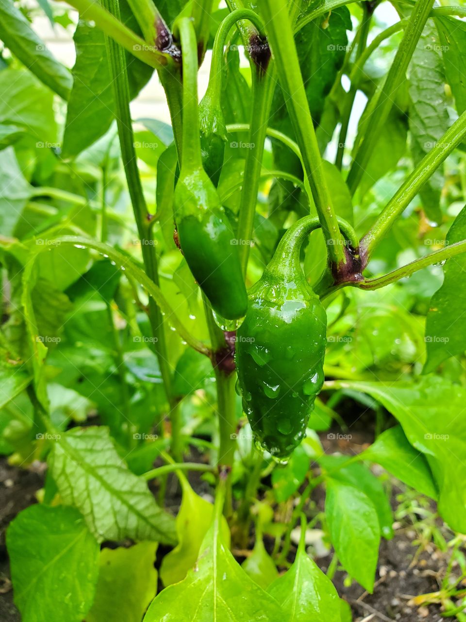 Fresh green chili growing in garden