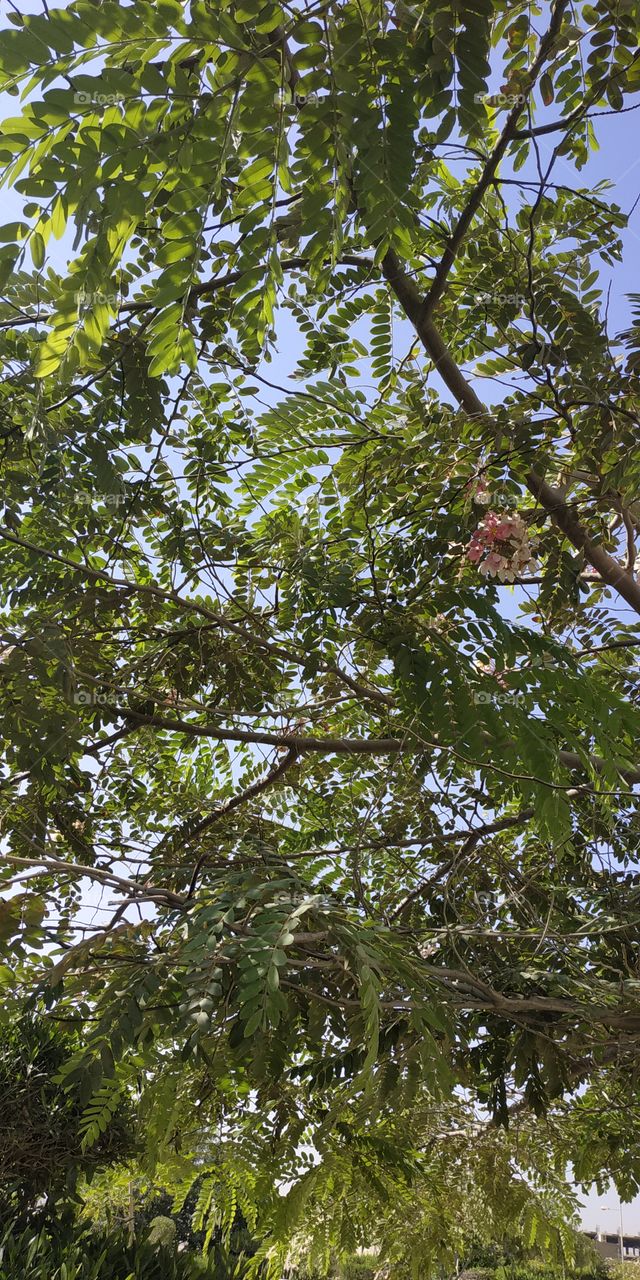 Decorative trees from my garden