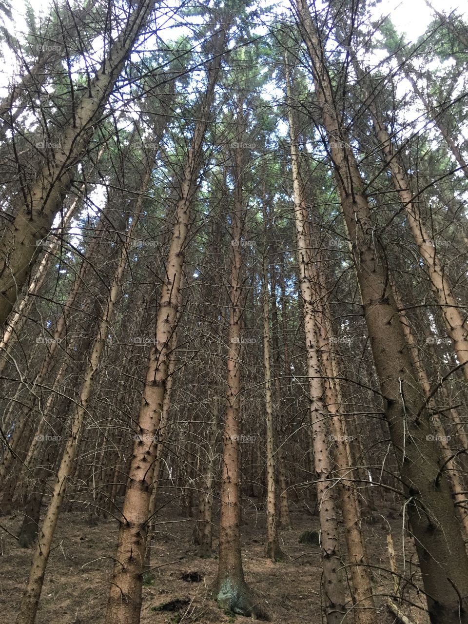 Geometric trees