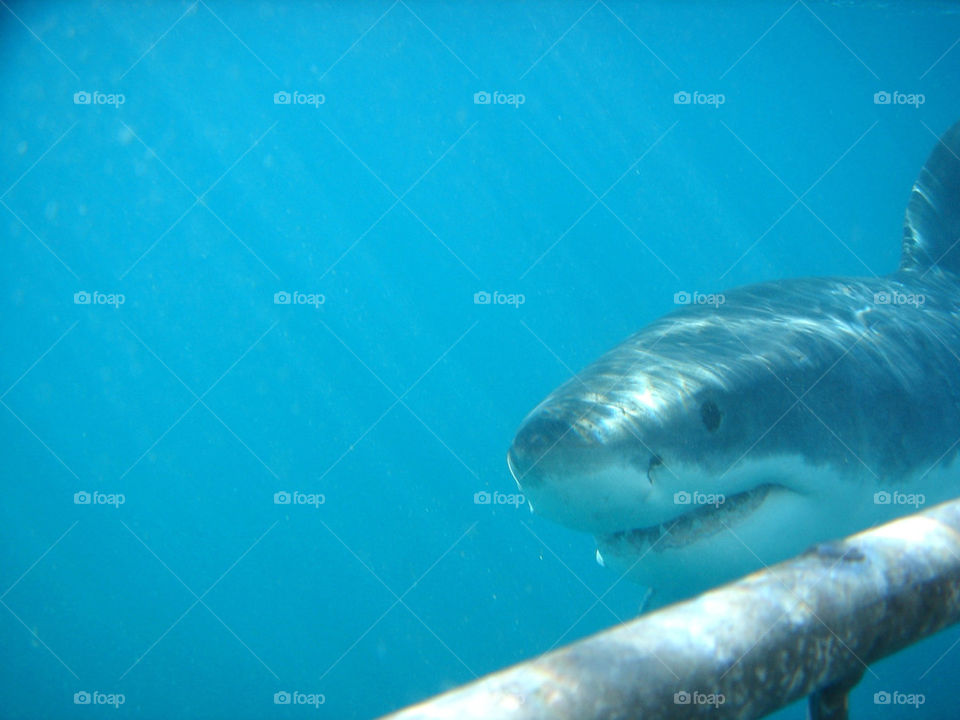 Great white shark under water