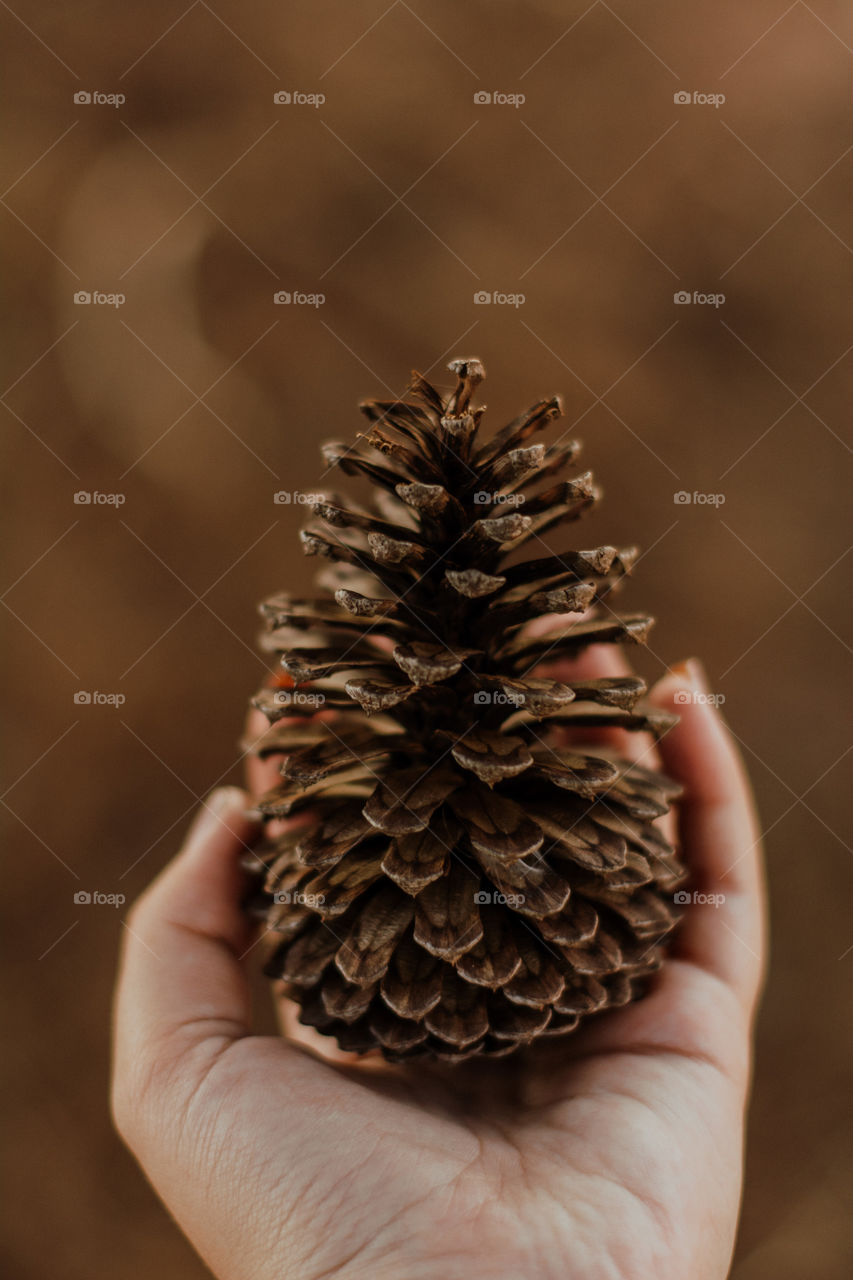 Pine cone of a pine tree