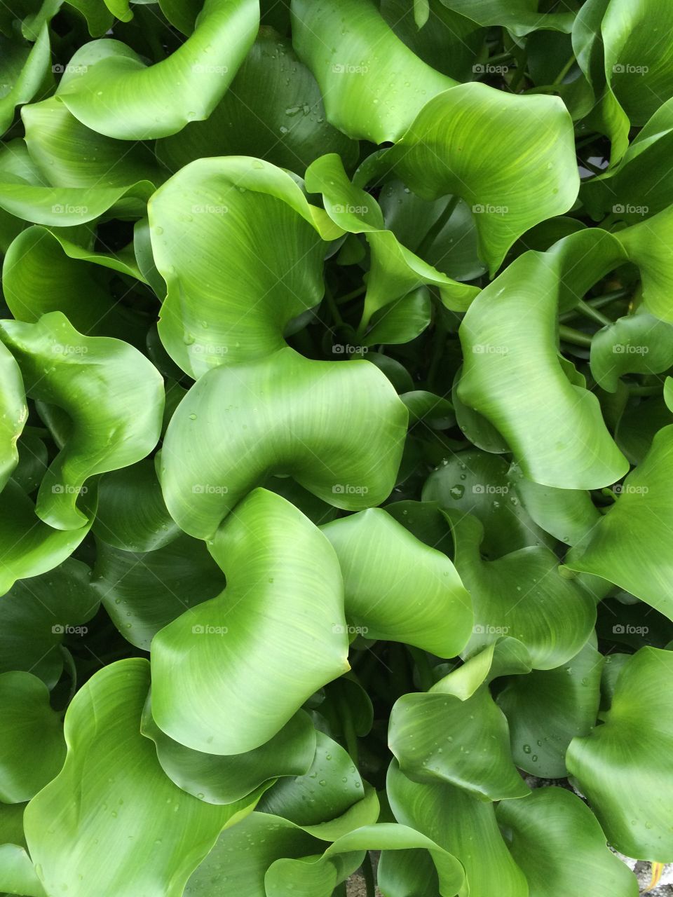 Pond foliage. Taken July 2016.