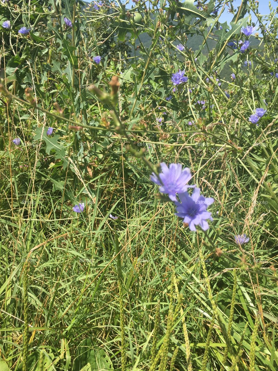 The cornflowers grow all over the mountains in scenic West Virginia