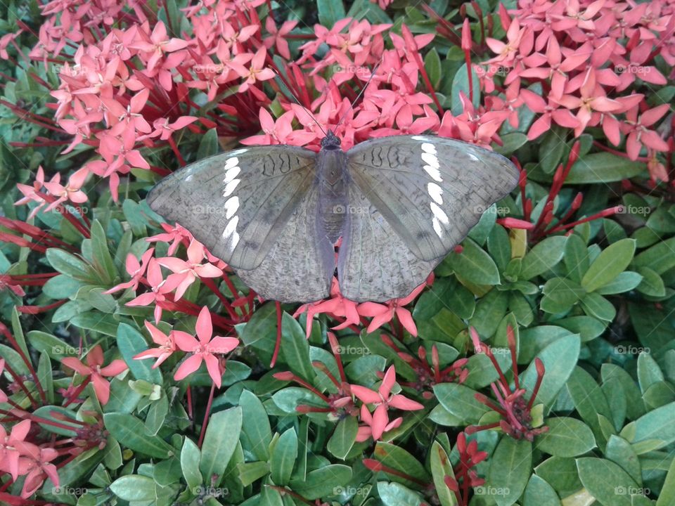 butterfly with flower
