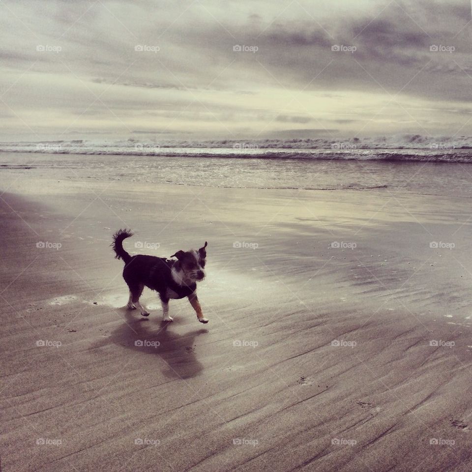 Dog walk on the beach 
