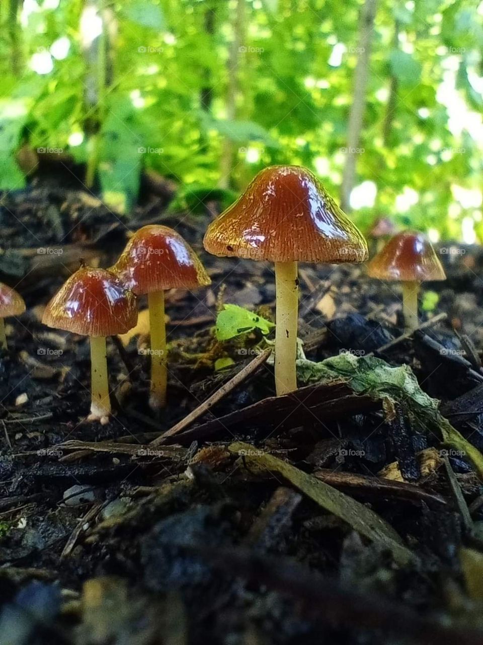 shiny little ones