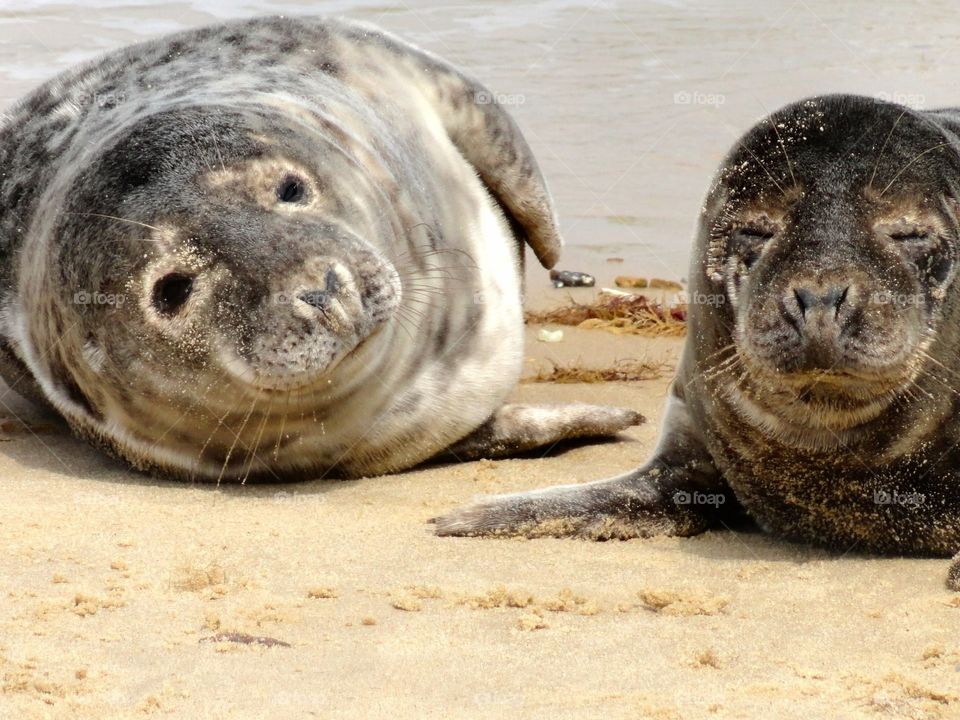 Seals on the beach in a small town, England