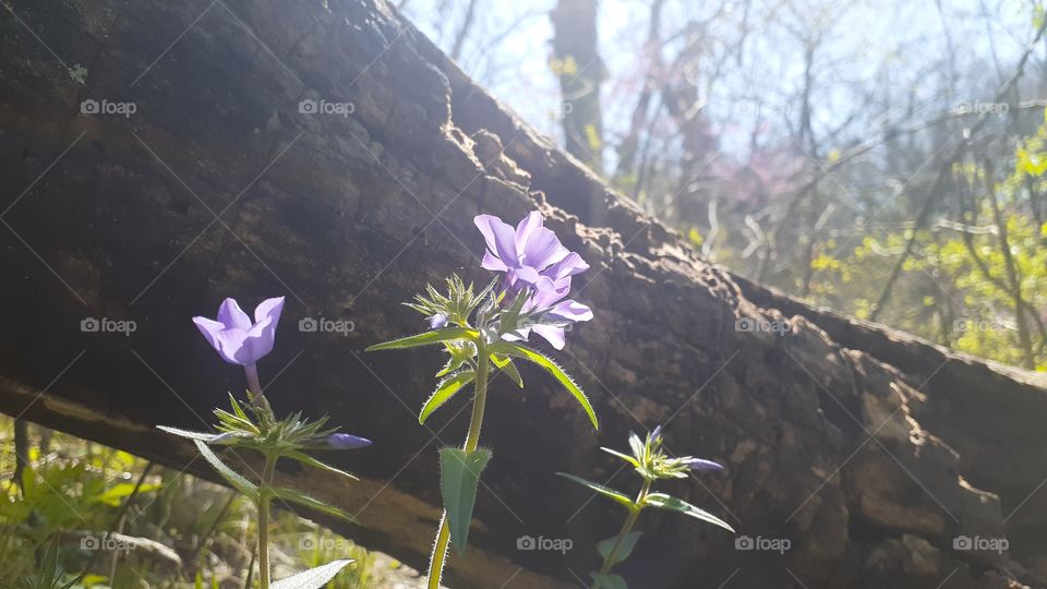 Woodland Wildflowers