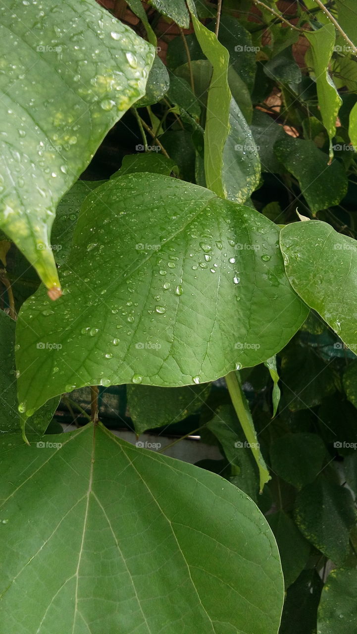 Leaves raindrop