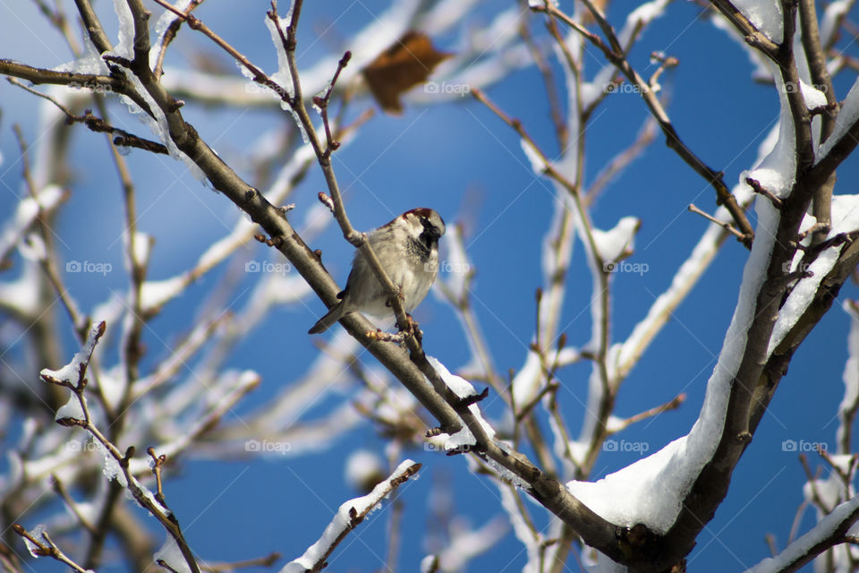 Bird perching on tree branch