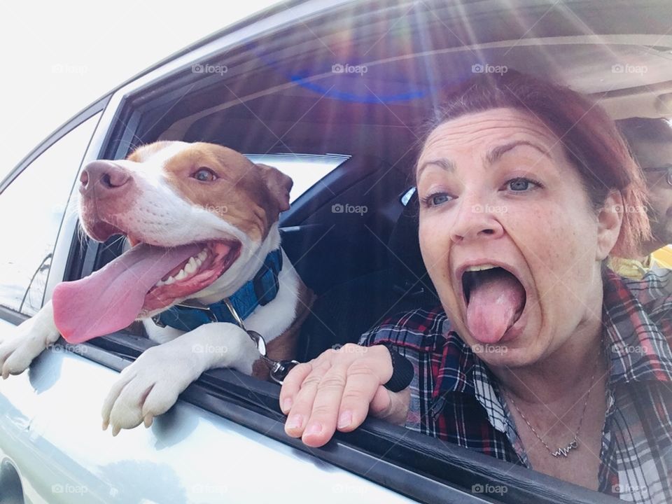 Woman and labrabull enjoying a car ride and sunshine out of the car window 