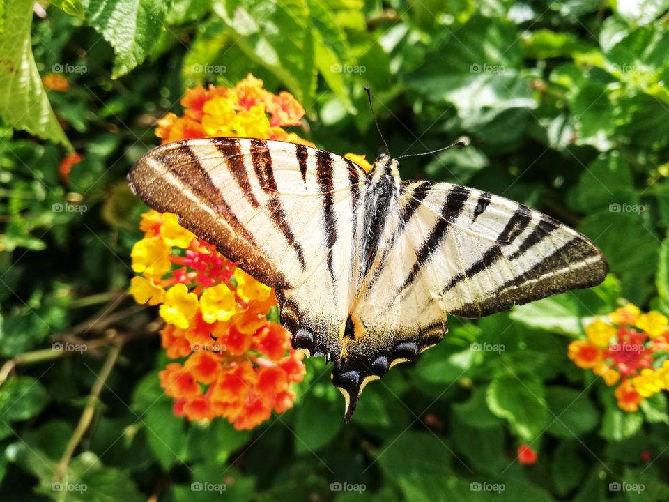 Butterfly is laying on flower