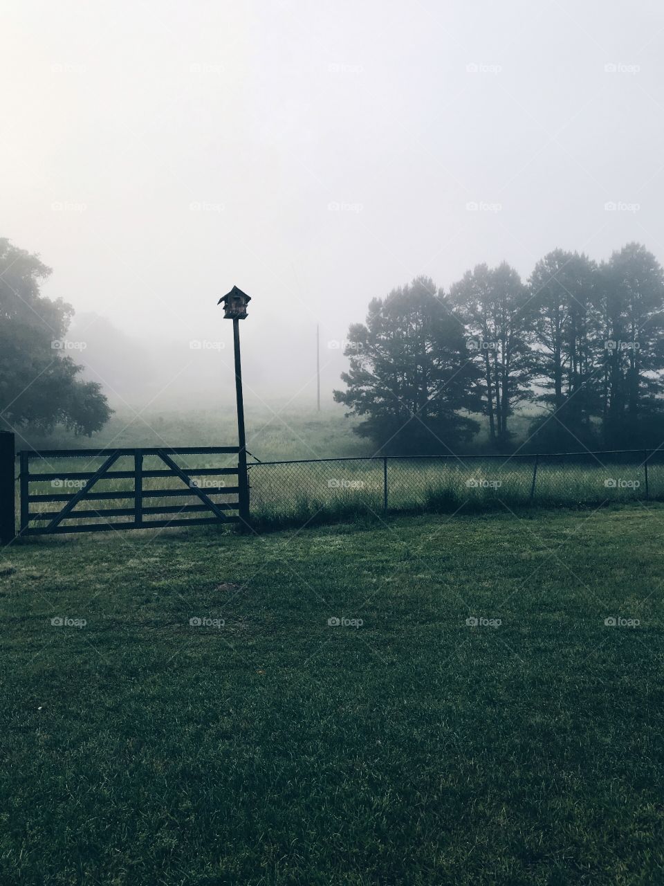 Country nature scene, field with trees, gate, fence, birdhouse, green grass, dense fog