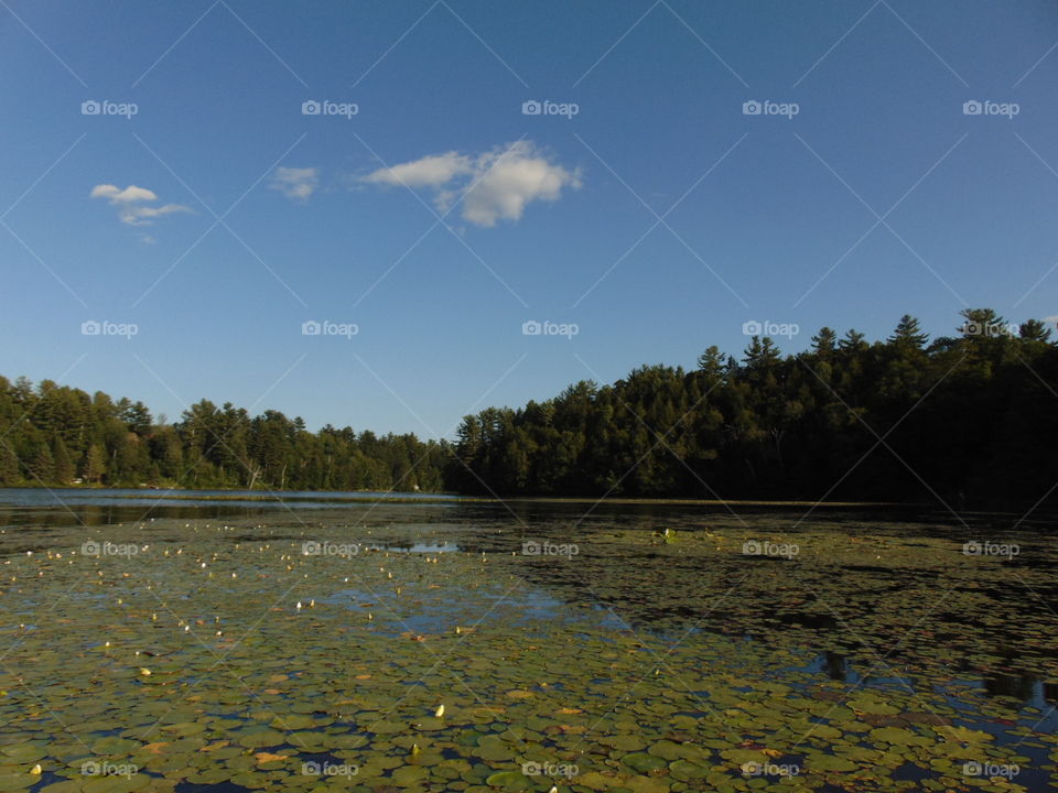 lilypads on the lake