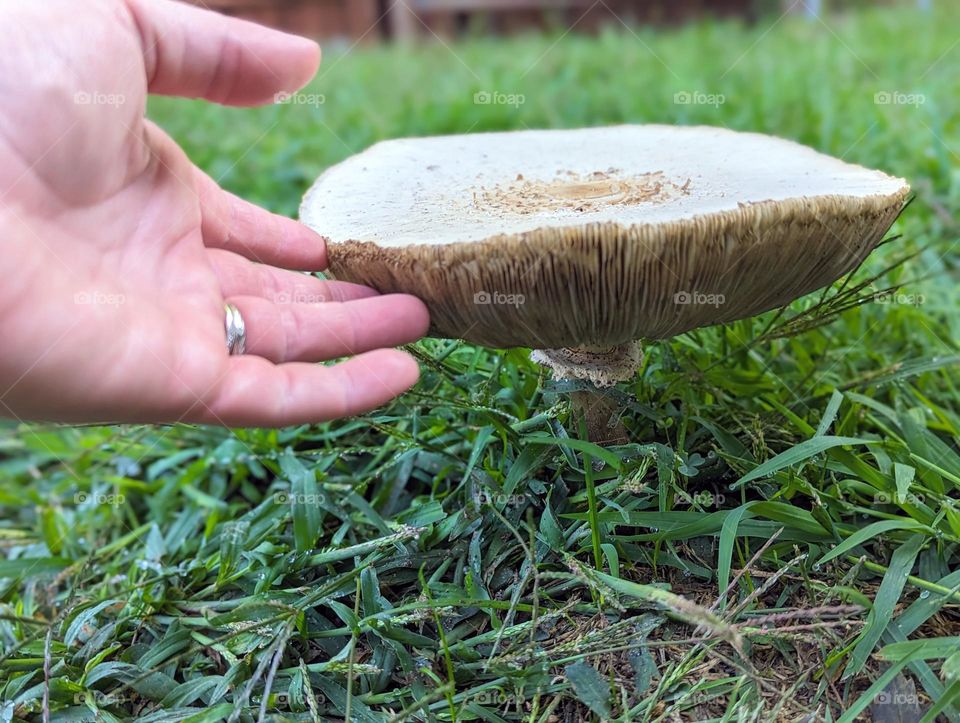 touching a mushroom, large mushroom growing, summer mushrooms, green grass, comparing mushroom size with a hand