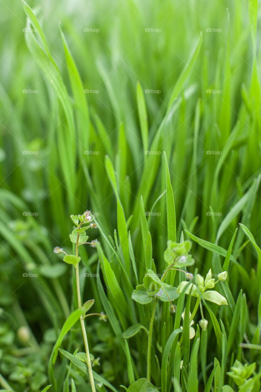 Spring macro landscape. Young green grass. Natural vertical background
with copy space. Selective focus.