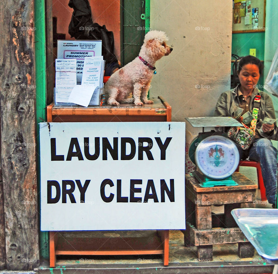dog bangkok laundry thailand by sklarian