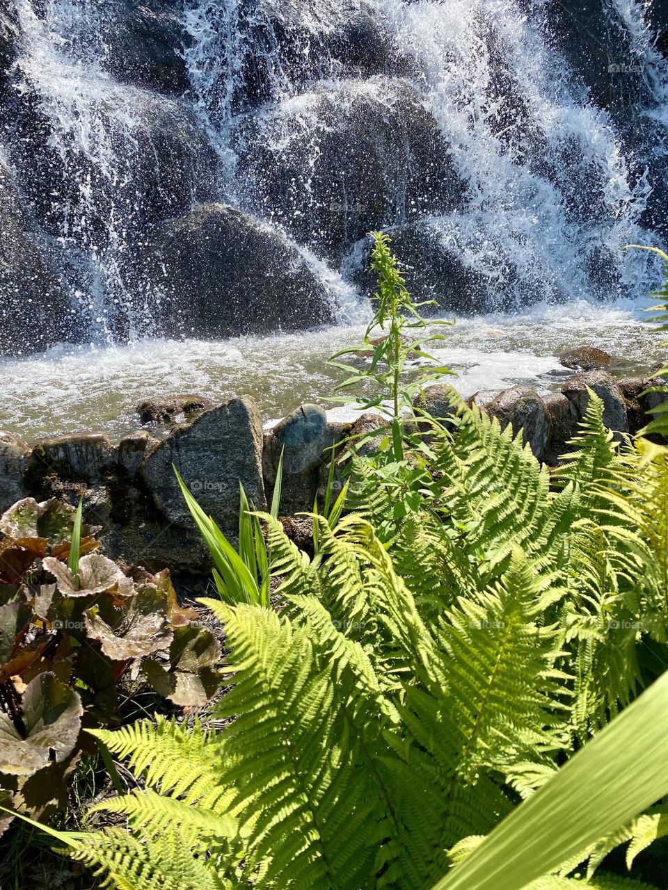 Fresh, bright green fern fronds unfurling in the sunlight.