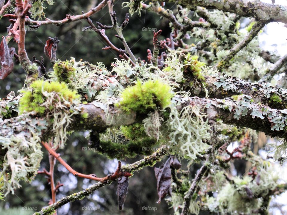 moss on branches