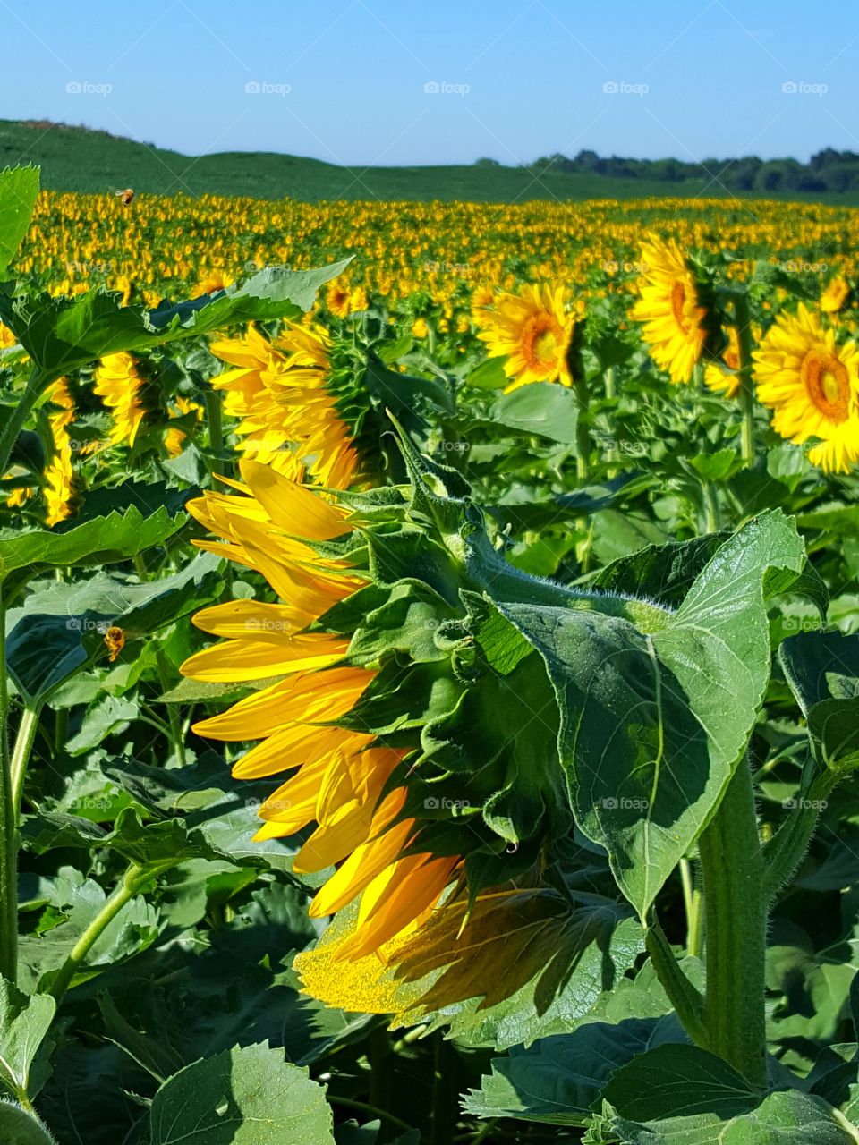 Sunflower field