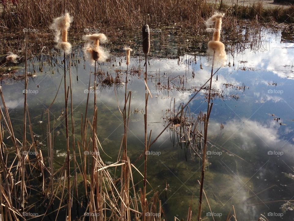 Wetland reflections 