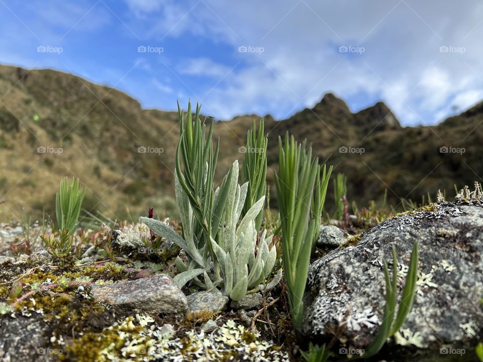 Succulents on the Inca Trail