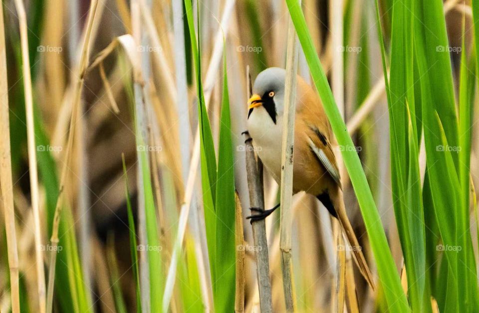 Colors in the Collision of Plant and Animal Spirits in Nature
