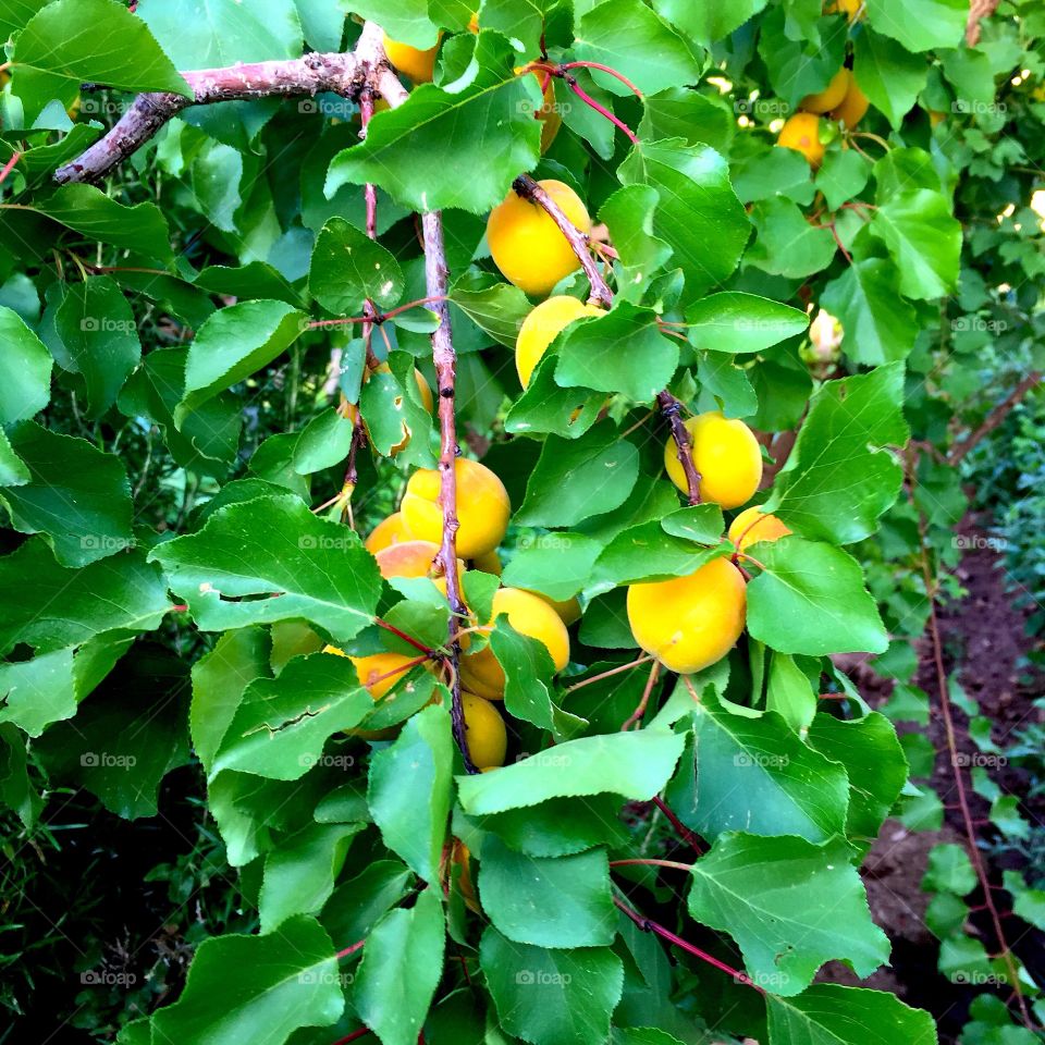 Abricots 